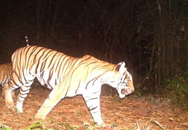 Le tigre en Thaïlande