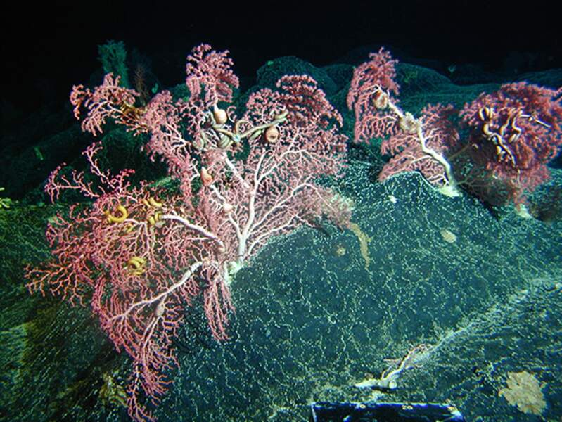 Colonies de coraux "bubblegum" avec anémones et ophiures