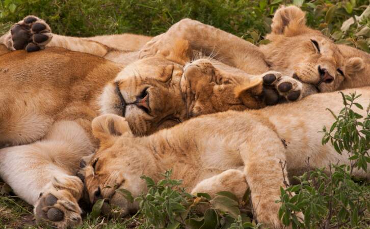 Pour les lions, c'est 14 heures de sommeil quotidien