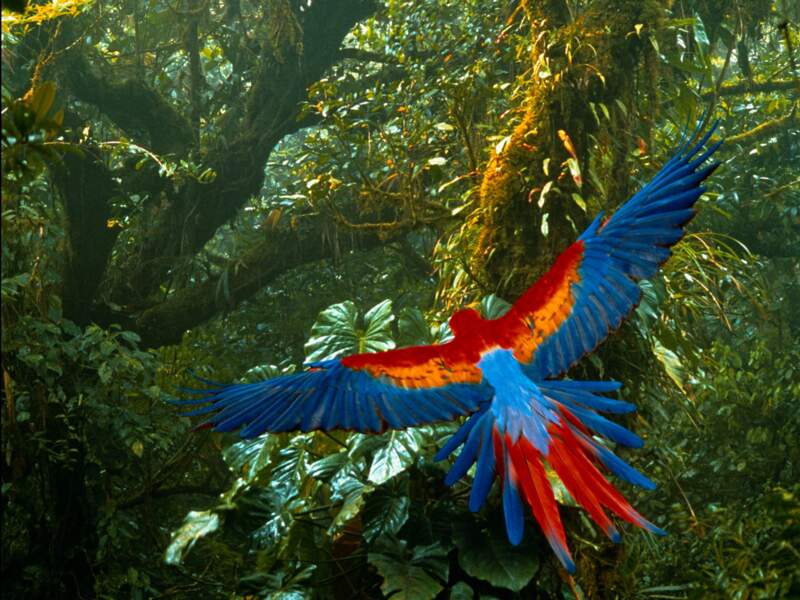 Numéro 1 / Le Costa Rica : la protection des forêts