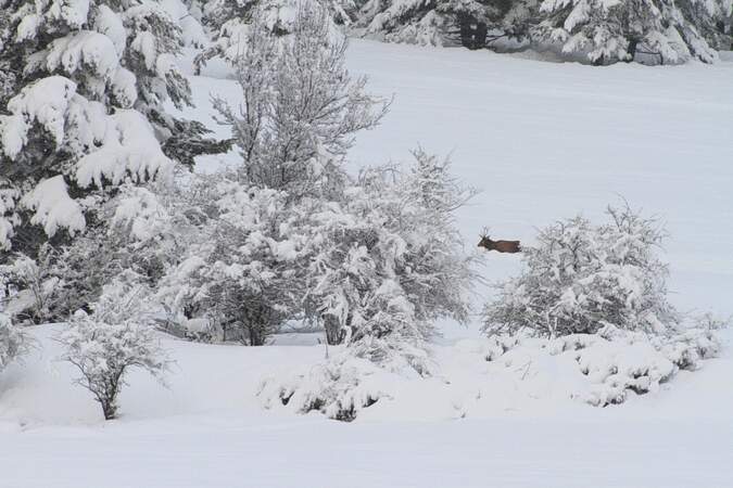 Cerf dans un paysage d’hiver, en France, par Karim Smaoui / Communauté GEO