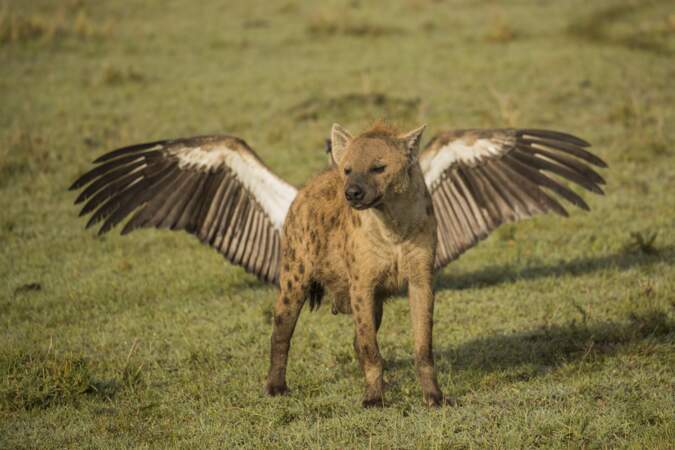 Hyène aux plumes de vautour, Olare Motorogi Conservancy, Kenya