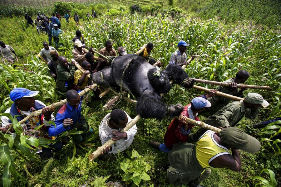 RDC, gorilles en danger