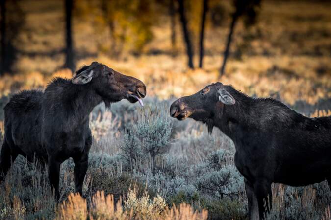 Prise de bec entre femelles élans, Wyoming, Etats-Unis