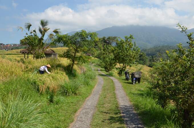 Indonésie - Les rizières en terrasse de Jatiluwih