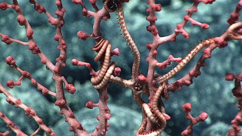 Ophiure dans un corail bubblegum