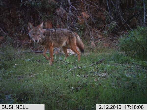 Un coyote pris en photo dans le Cheeseboro Canyon