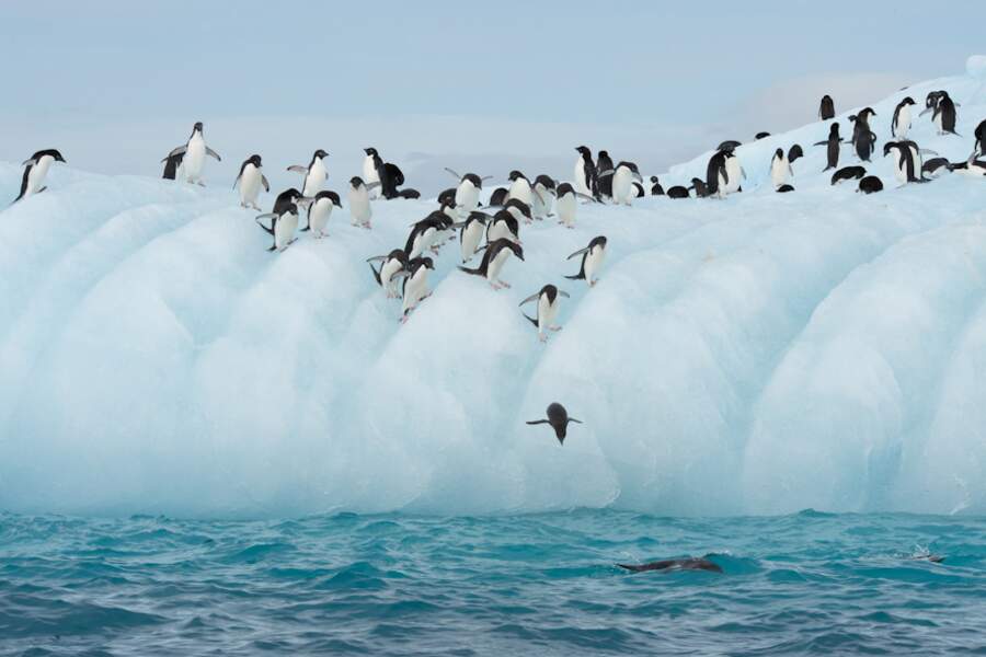 Terre-Adélie - Antarctique