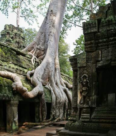 Quand la nature reprend ses droits au Cambodge