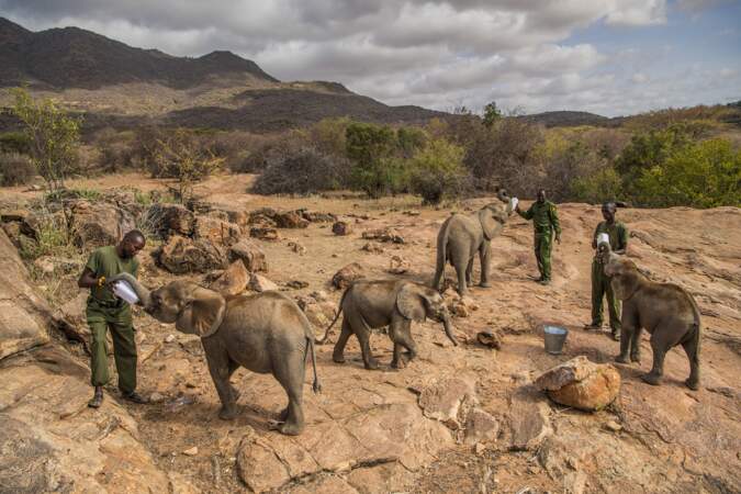 Kenya : les Samburu au chevet des éléphants / Nature, premier prix (série)