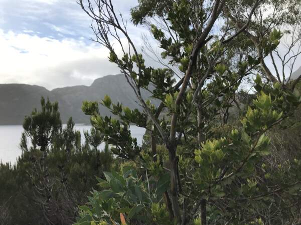 Pin céleri (Phyllocladus aspleniifolius), arbre endémique de Tasmanie