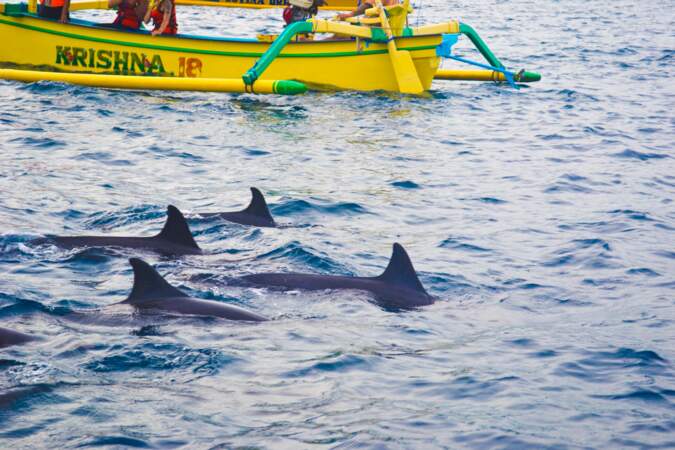 Les dauphins de Lovina Beach 