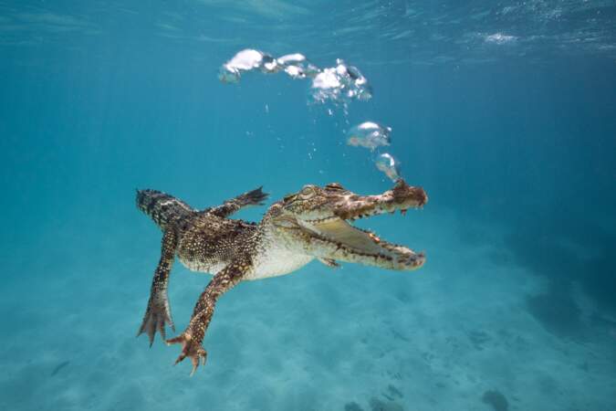 Crocodile marin dans la mer de Corail
