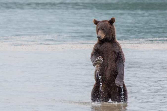 Serein, l'ours brun (Kamchatka, Russie)
