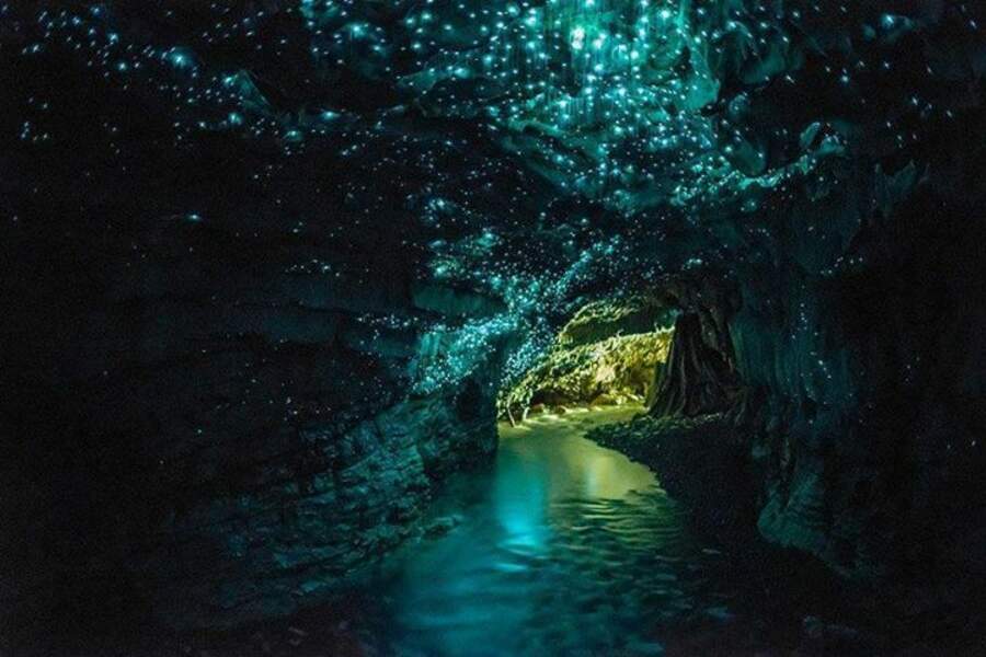 Une grotte luminescente en Nouvelle-Zélande
