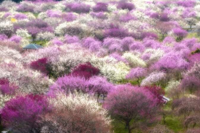 Au Japon, un printemps impressionniste