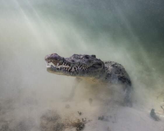 Crocodile dans la brume 