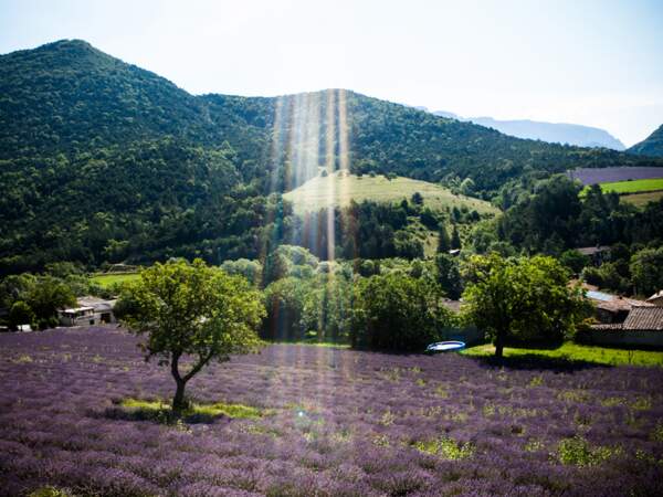 Tapis de lavande dans les Alpes-de-Haute-Provence