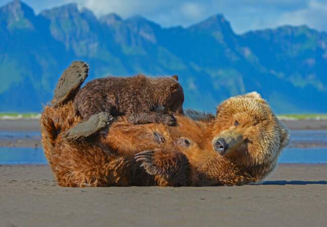 Maman grizzly et son petit dans la baie de Hallo, en Alaska