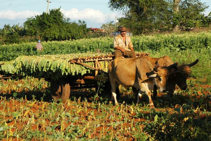 Récolte du tabac dans la vallée de Vinales, province de Pinar del rio, Cuba, par Isabelle Chauvel / Communauté GEO