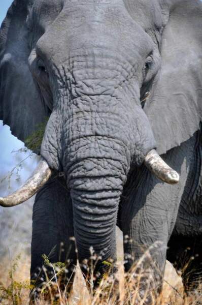 Eléphant du parc Kruger 