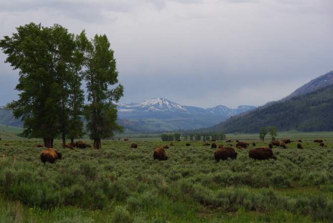 Etats-Unis - Yellowstone : observer les animaux sauvages dans la Lamar Valley