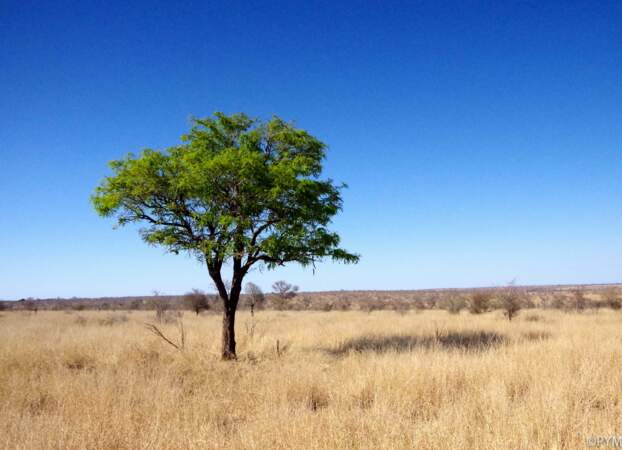 Afrique du Sud - 4 jours au Kruger national park
