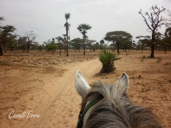 Randonnée au Sénégal - Oiseaux chanteurs, sable chaud, plages et chevaux