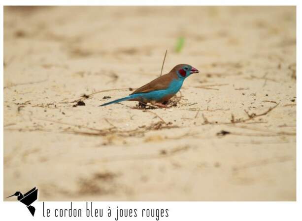 Photographier des oiseaux au Sénégal