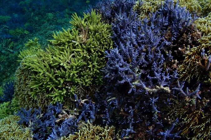 Des fonds sous-marins riches de rares coraux