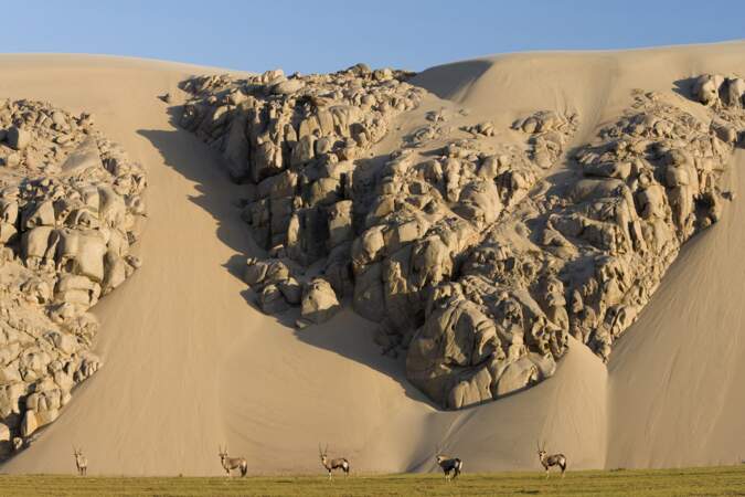 Lit de la rivière Hoarusib, Namibie : des sentinelles qui gardent les dunes