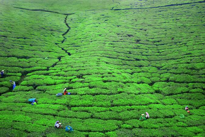 Plantation de thé près de Nuwara Eliya