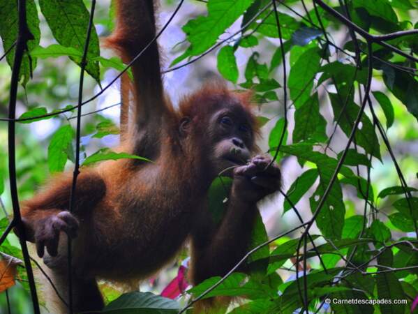 Indonésie - A la découverte des orangs-outans à Sumatra