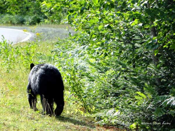 Canada - Canot, rando, et rencontre avec l'ours noir au Parc de la Mauricie
