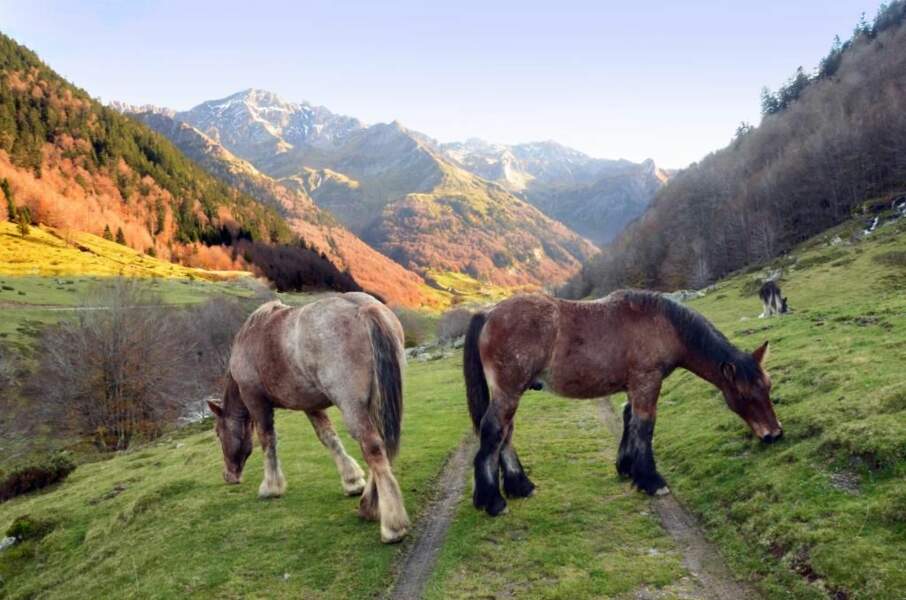 Photo prise dans la vallée d'Ossau (Pyrénées-Occidentales), par heugene
