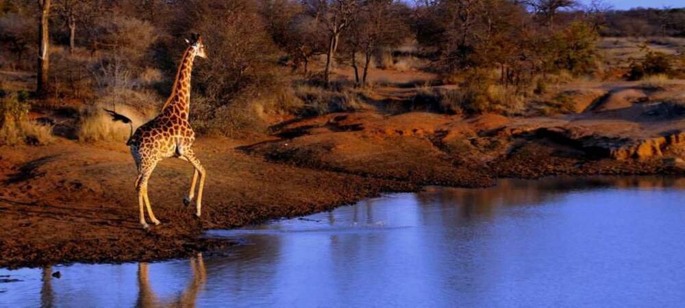 Girafe du parc Kruger 
