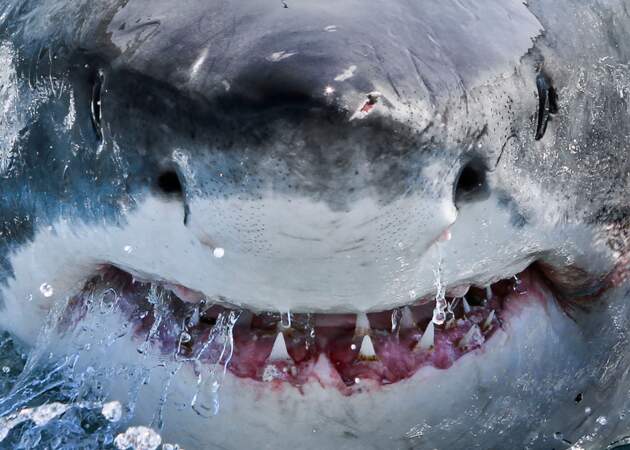 Atlantique, Afrique du sud : le grand blanc montre ses dents
