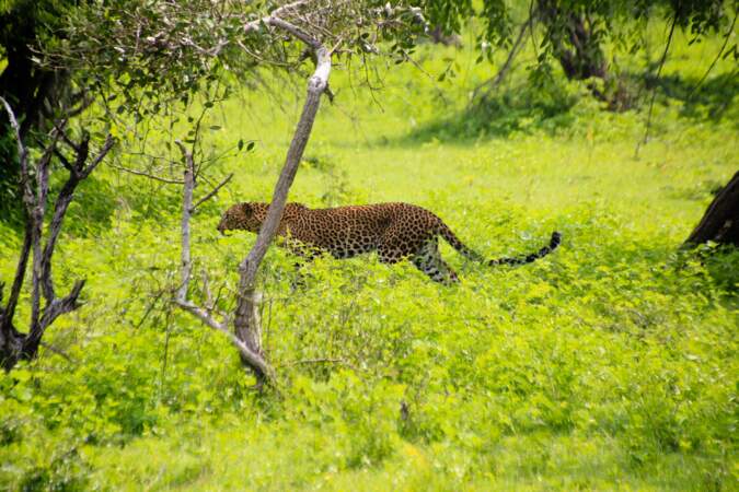 La foisonnant faune sri-lankaise du Yala National Park