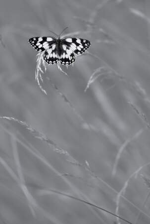 Papillon monochrome 