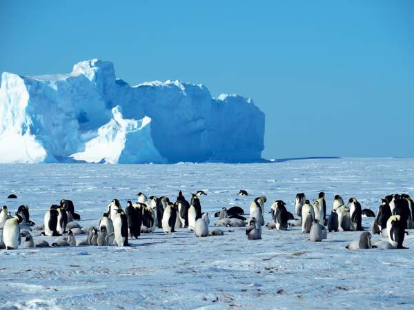 Colonie de manchots empereurs sur la banquise antarctique