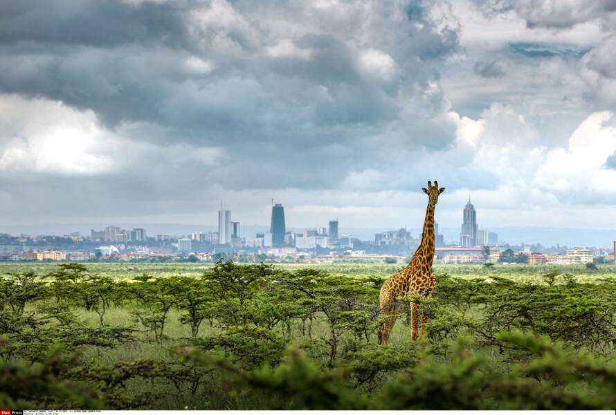 Nairobi, jungle urbaine