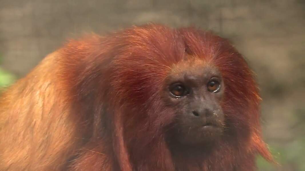 VIDÉO - La Palmyre, un zoo très investi dans la préservation des espèces