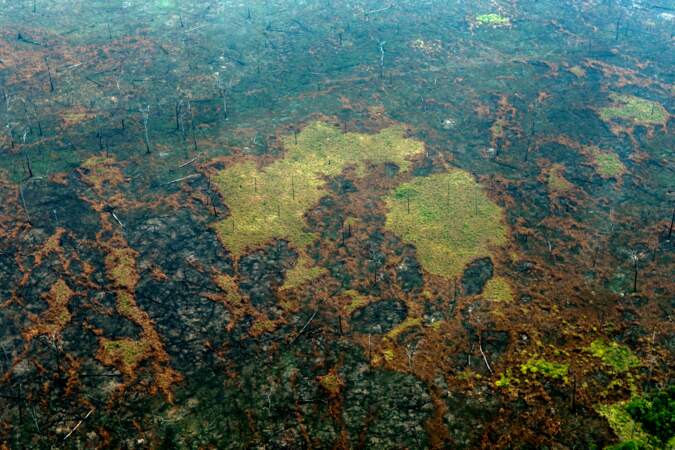 La forêt amazonienne a perdu la surface de l'Espagne en 18 ans