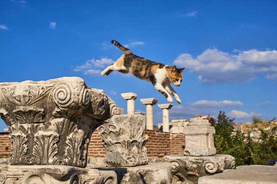 Chat volant au milieu des ruines de la basilique Saint-Jean, à Ephèse, en Turquie