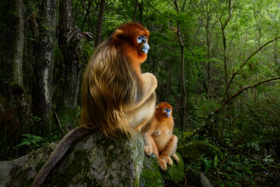 Un singe en or - Marsel Van Oosten (Pays-Bas), grand prix "photojournaliste animalier : photo de l'année"