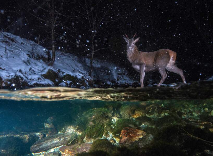Surpris dans la nuit - Vegard Lødøen (Norvège), finaliste dans la catégorie «animaux dans leur milieu naturel»