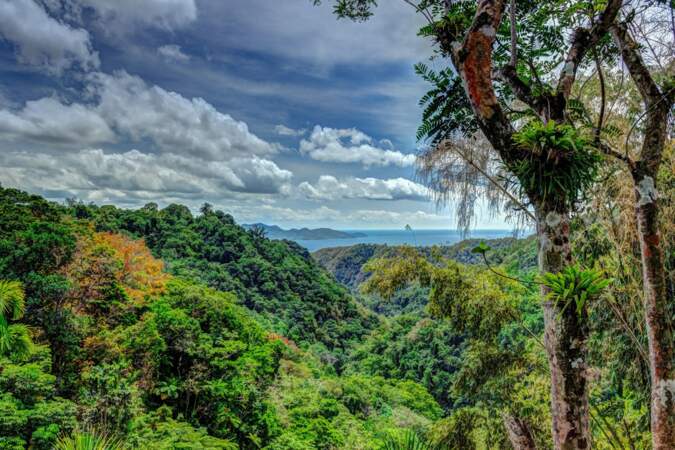 Martinique : eaux turquoise et forêt luxuriante