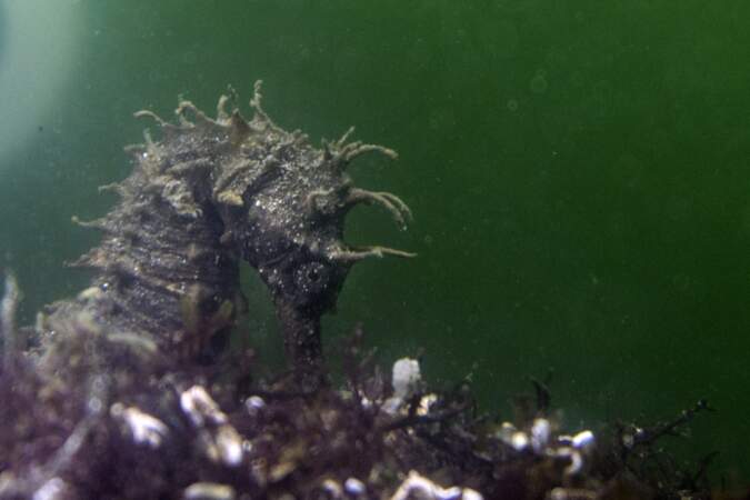 L'hippocampe moucheté, trésor de la lagune de Thau dans l'Hérault