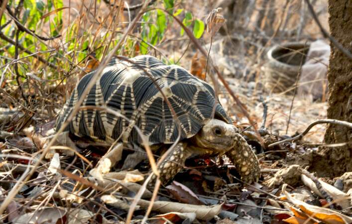 La tortue étoilée de Birmanie