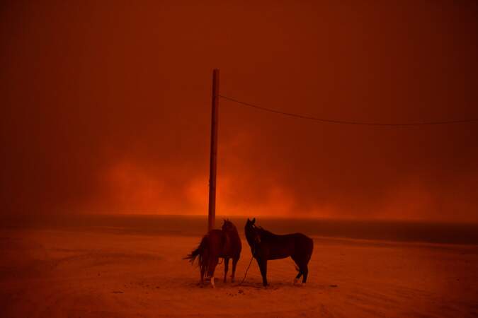 Grands incendies en Californie : chevaux évacués à Malibu, le 10 novembre 2018 – Catégorie "environnement"